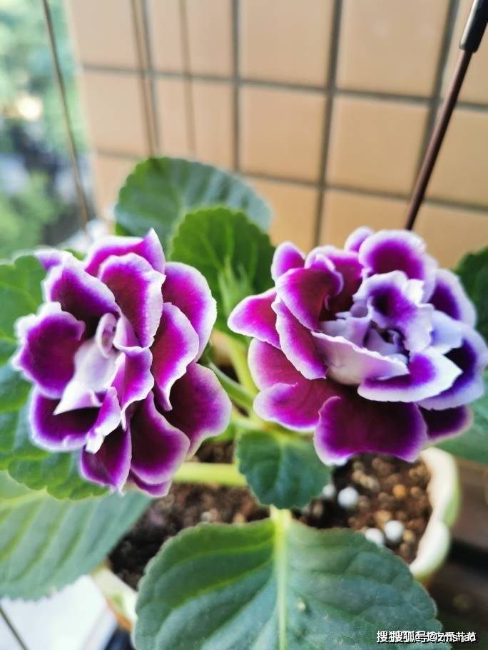 爱种花养草 那就养盆 大富贵 花开绚丽 富贵满堂 年年吉祥 叶片 盆栽 常春藤