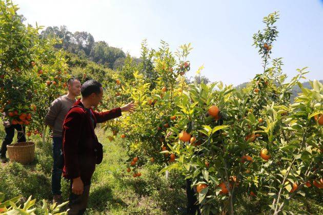 龙陵县龙山镇种下甜蜜树铺就致富路