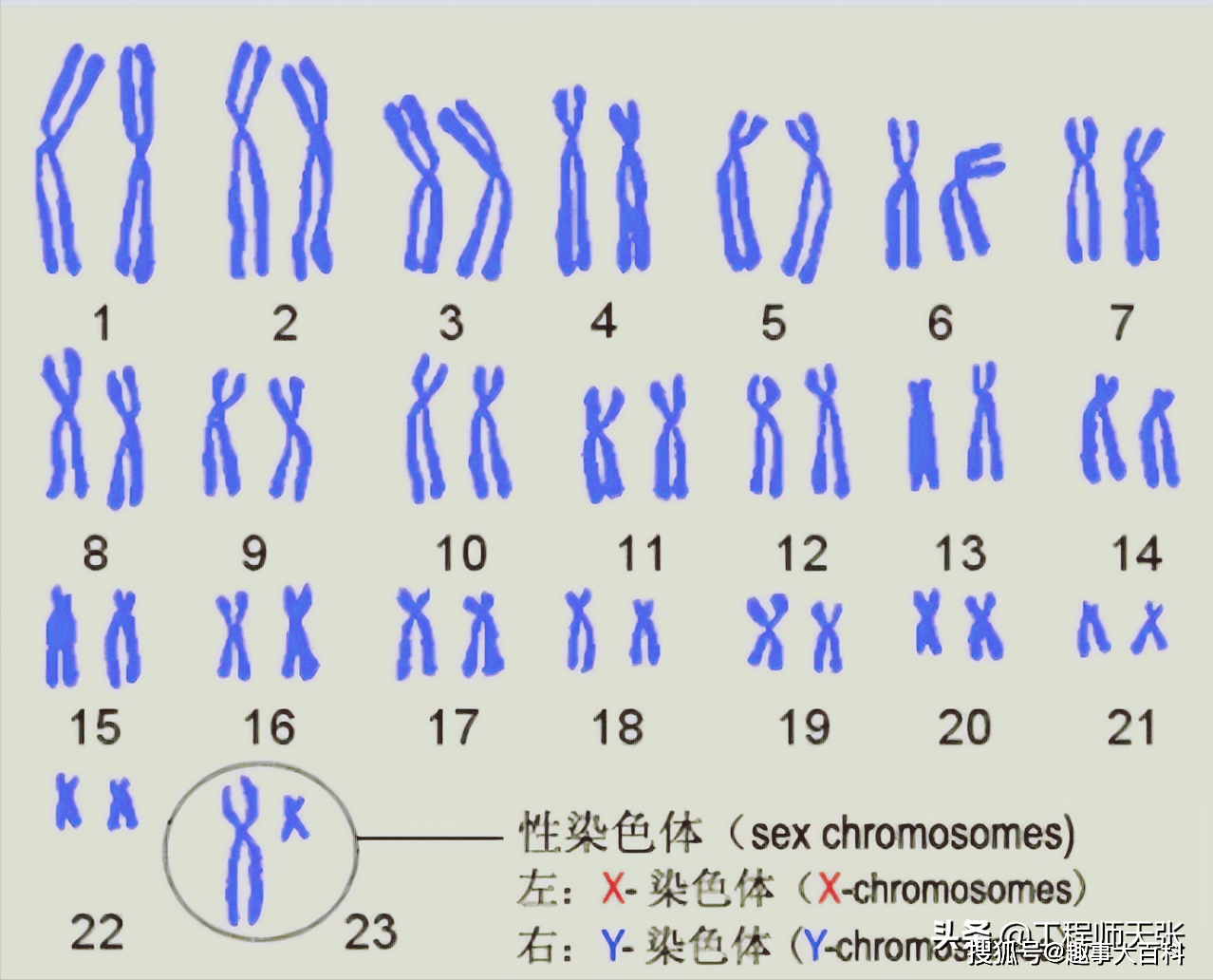 染色体结构模式图图片