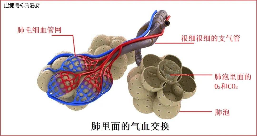 肺泡壁毛细血管图片
