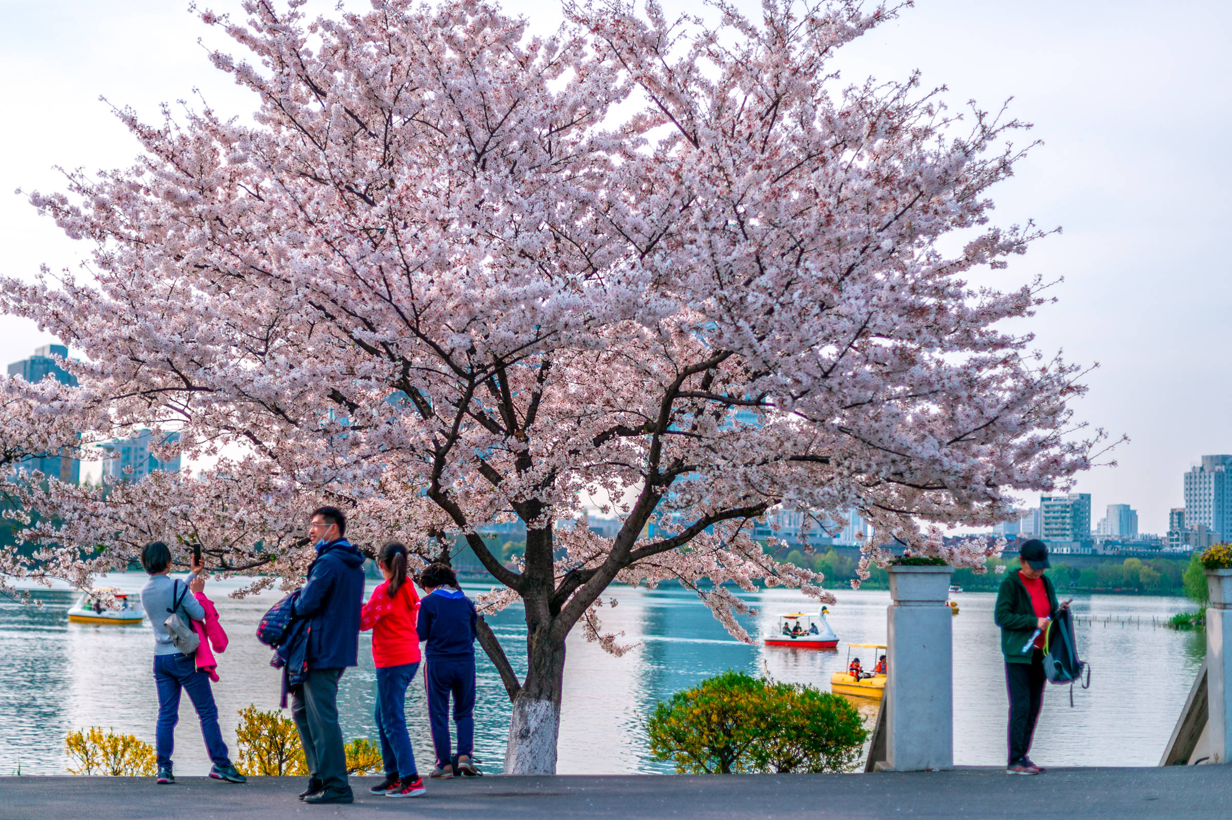 南京最热门赏花地之一：玄武湖情侣园郁金香，美得不可方物