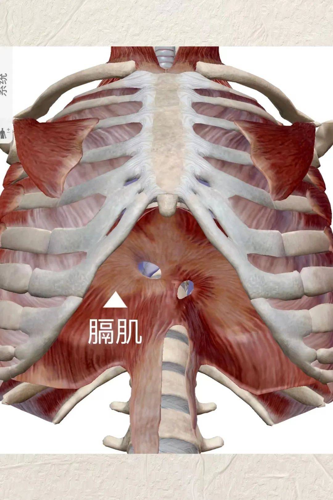 安排了无创超声检查,通过相关检查结果发现患者膈肌活动度几乎接近零