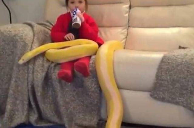 不要大惊小怪的当众多网友看到这则视频之后,纷纷被小女孩和黄金蟒