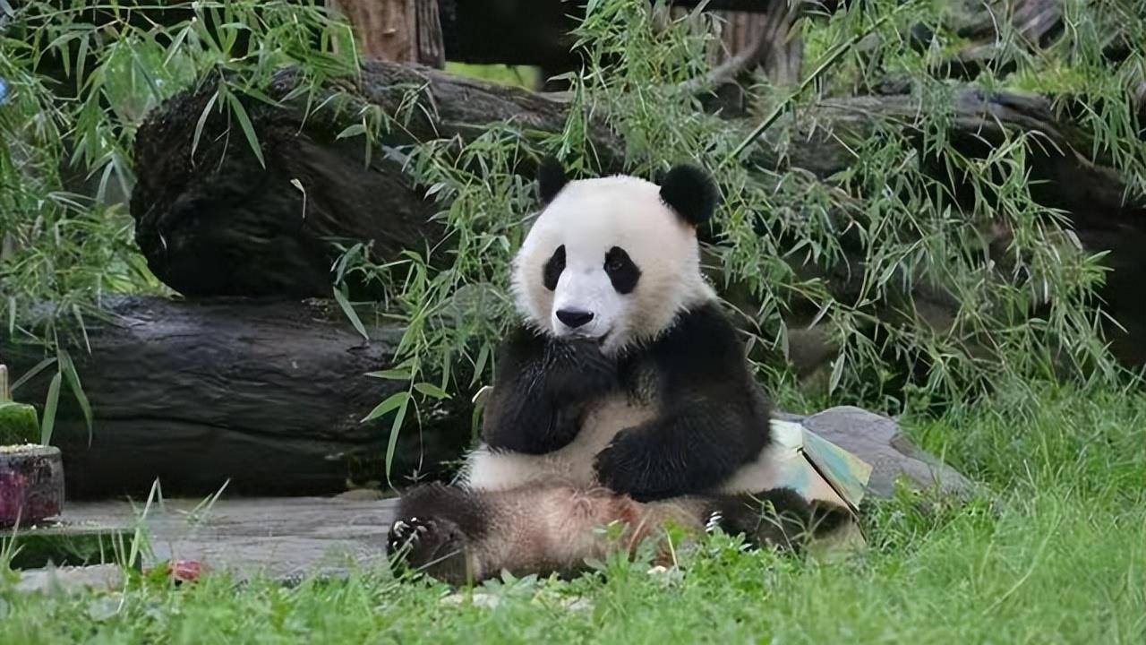 大熊猫的繁育期非常短暂,它们每年只有一次发情机会,一次也仅仅只要两