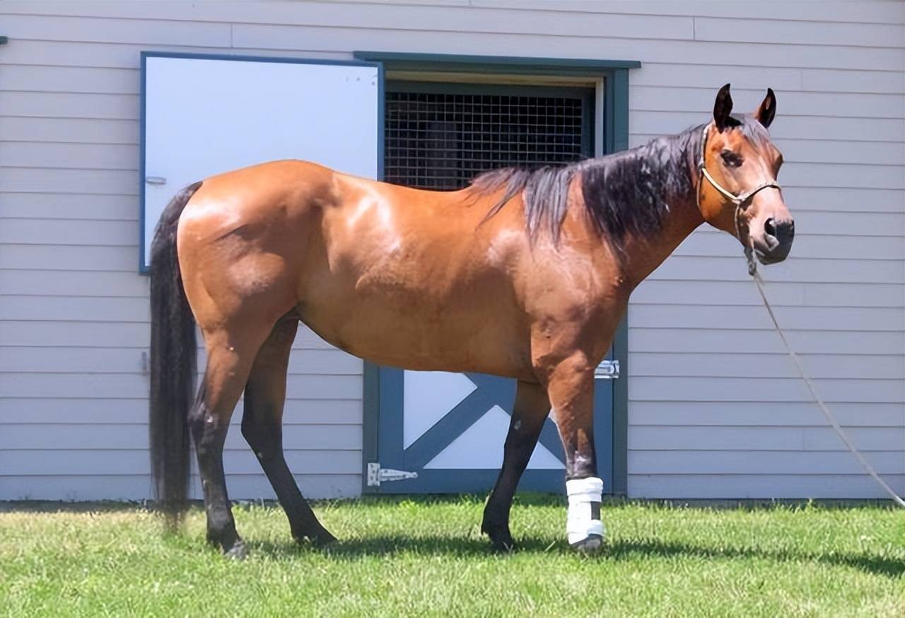 不同于人类,它们拥有着超强的自愈能力,并且一般来说,体型越小的动物
