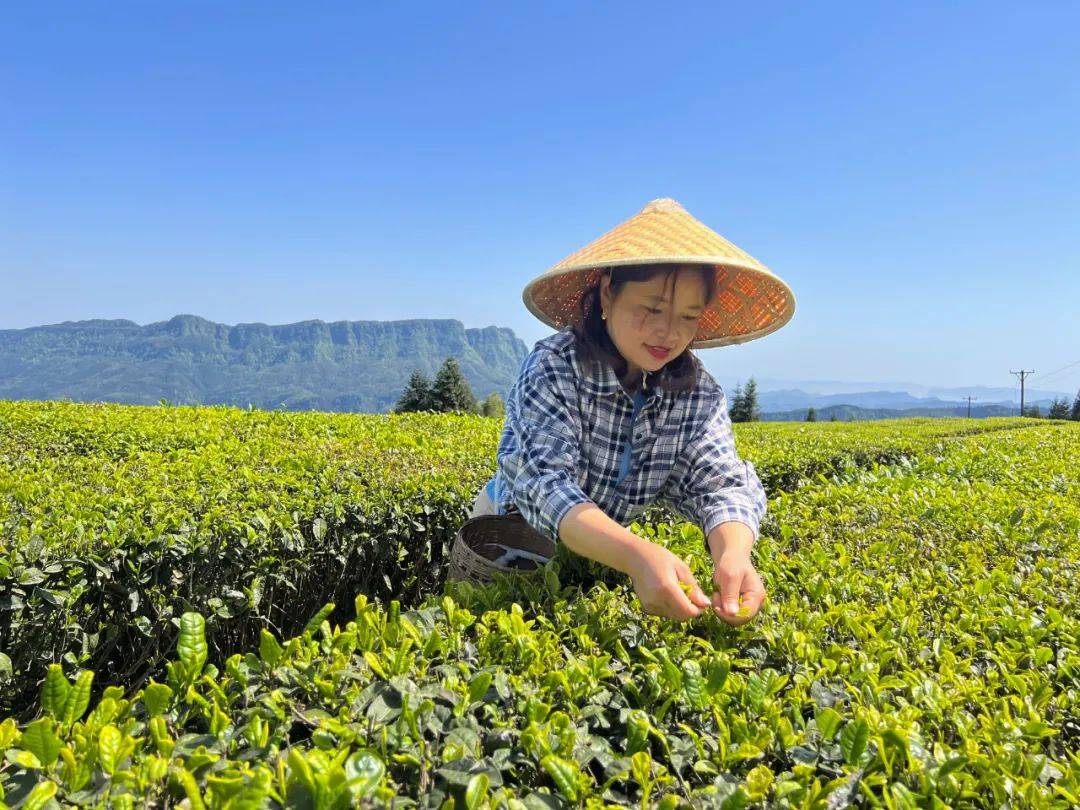创建天府旅游名县兴文竟还有一处茶场太美了