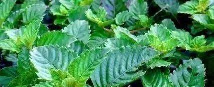 烧仙草的仙草是什么植物 Mesona 老百姓 果冻