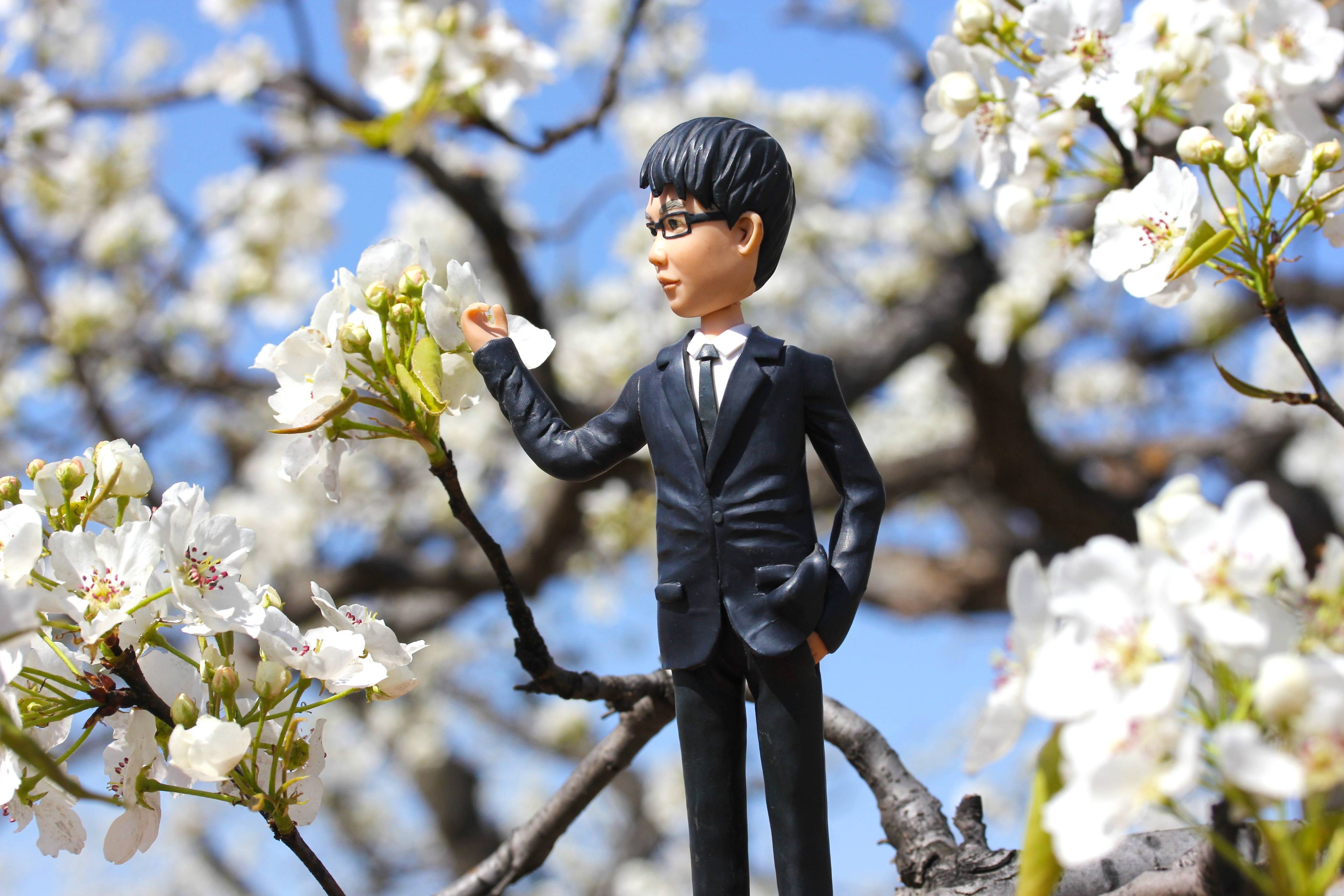 北京藏着一片万亩梨园 如今花海绽放 不花钱随便看 梨花 梨树 枝头