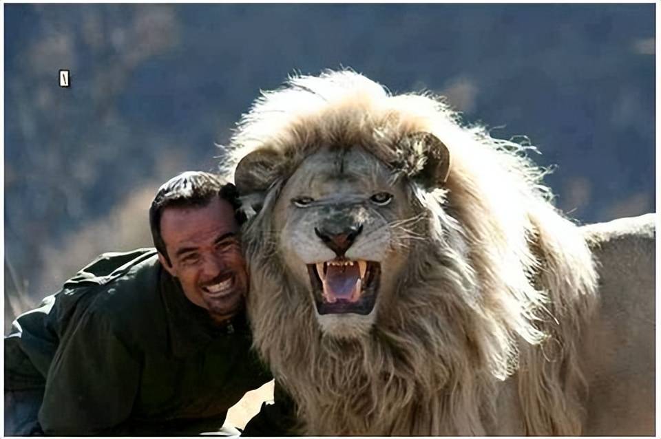 全世界的狮子和老虎虽然也有不少种类,但是体型大小和体重都普遍超过