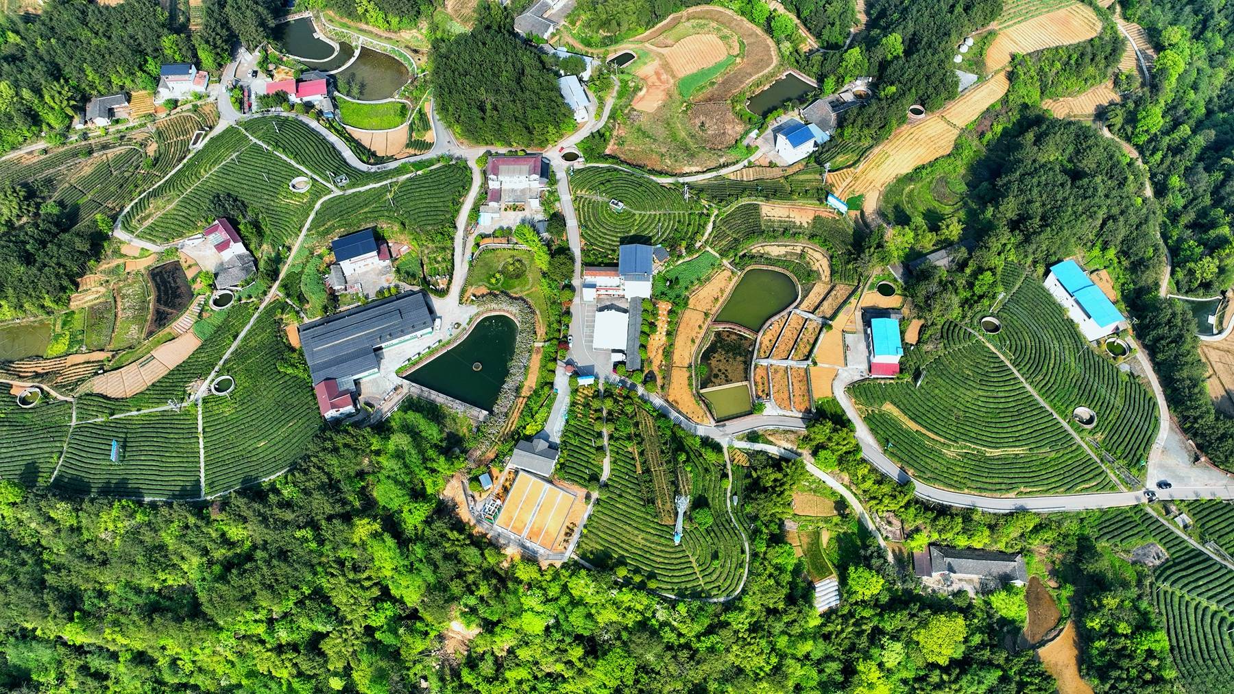 原创航拍特色黄茶之乡黄茶面积达41万亩风景靓丽犹如世外桃源