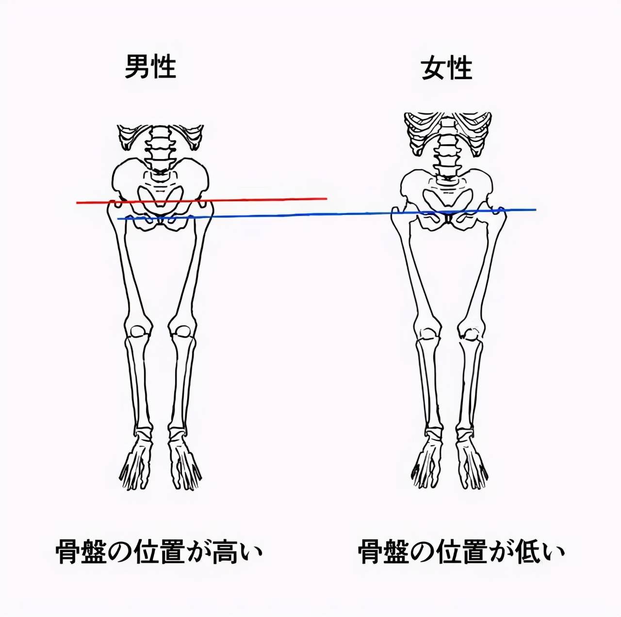 在法医上,鉴定男性或者女性骨殖除了特别明显的男女差异,比如骨盆耻骨