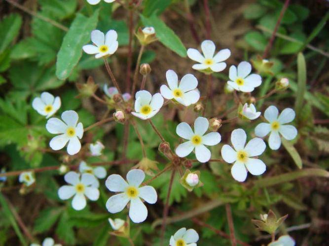 带你认识100种漂亮的野花