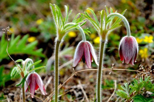 有人又叫它羊胡子花,老冠花,将军草,大碗花,老公花,老姑子花,毛姑朵花