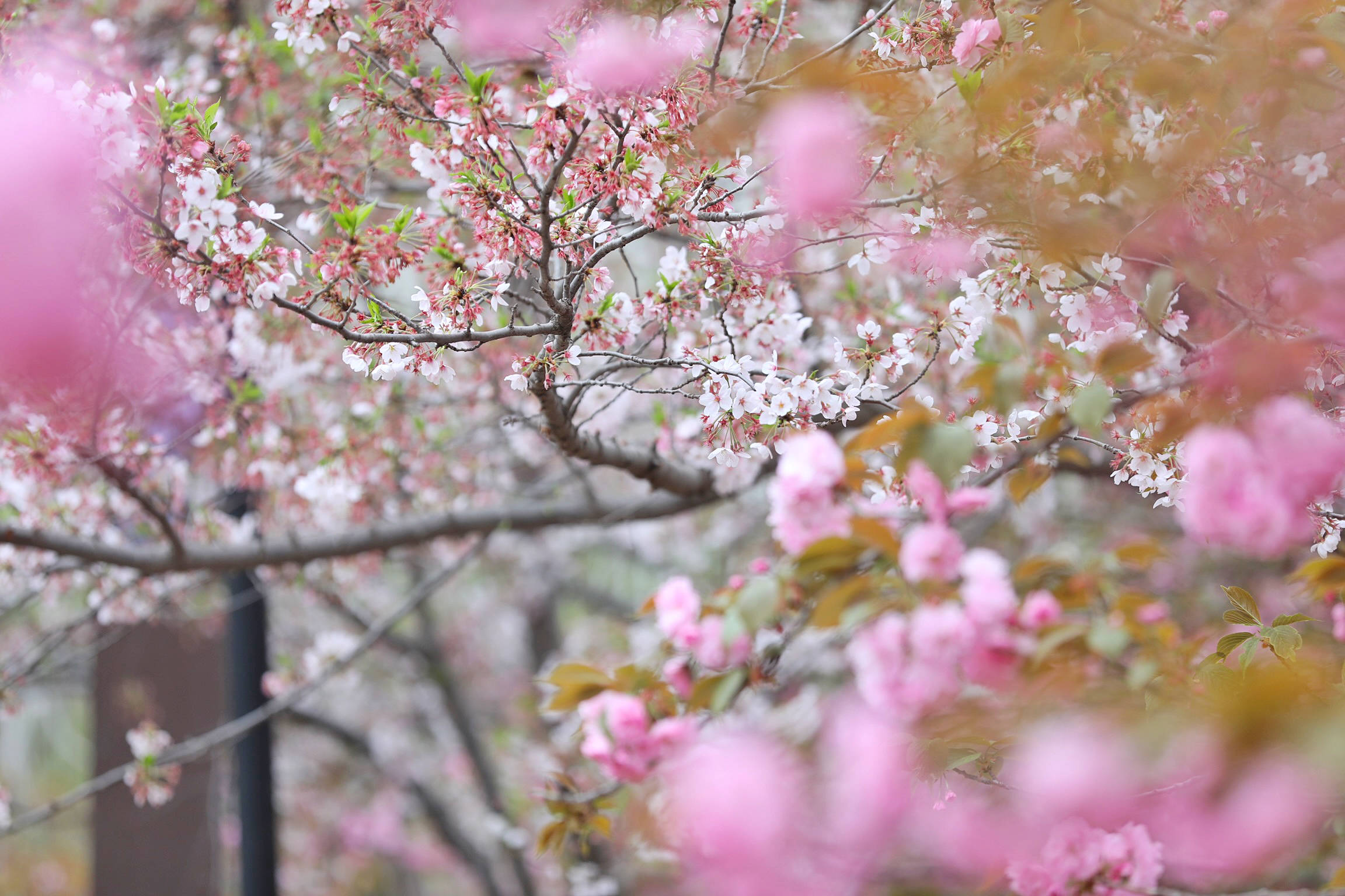 "云端相遇 邂逅浪漫" 鹤壁邀您云赏樱_樱花_直播_疫情