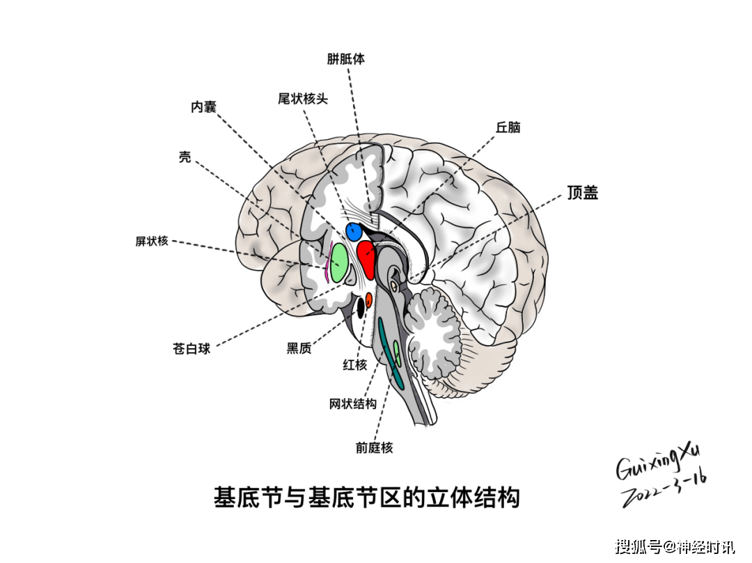 基底节和丘脑的关系图片