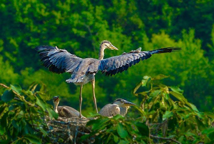 徐州惊现一"牢底坐穿鸟",长得怪无人识,蛇鳗从其肚内打孔钻出