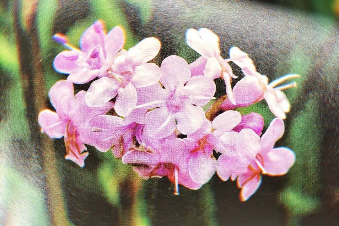 穗甘松精油:让你能够勇敢地接受至今为止在人生中所