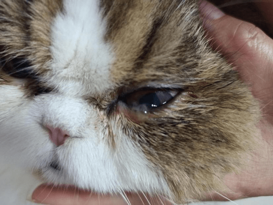 猫咪眼睛疾病的判断,检查以及家居必备用品_治疗_症状_角膜
