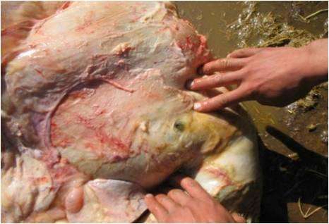 牛瘤胃积食这样做