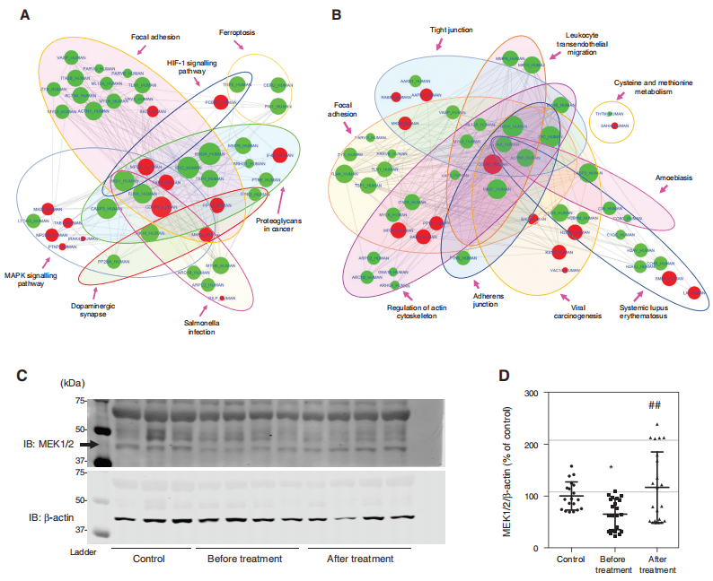 「青莲客户文献」d2r-disc1 蛋白复合物和相关蛋白在