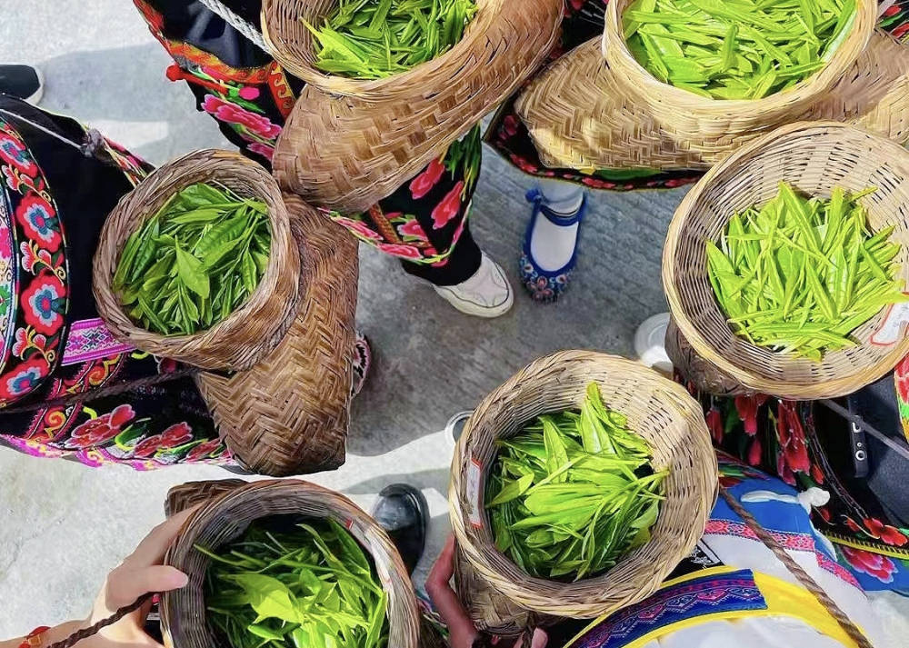 北川春茶進入採摘期 茶娘練就