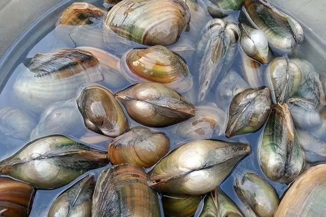 春食美味,吃不够这一锅肥美鲜香炖河蚌!_咸肉_珍珠_蚌壳