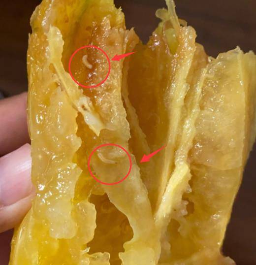 潘粤明深夜带来"惊吓",吃熟透杨桃,里面好几只白色小虫在游走