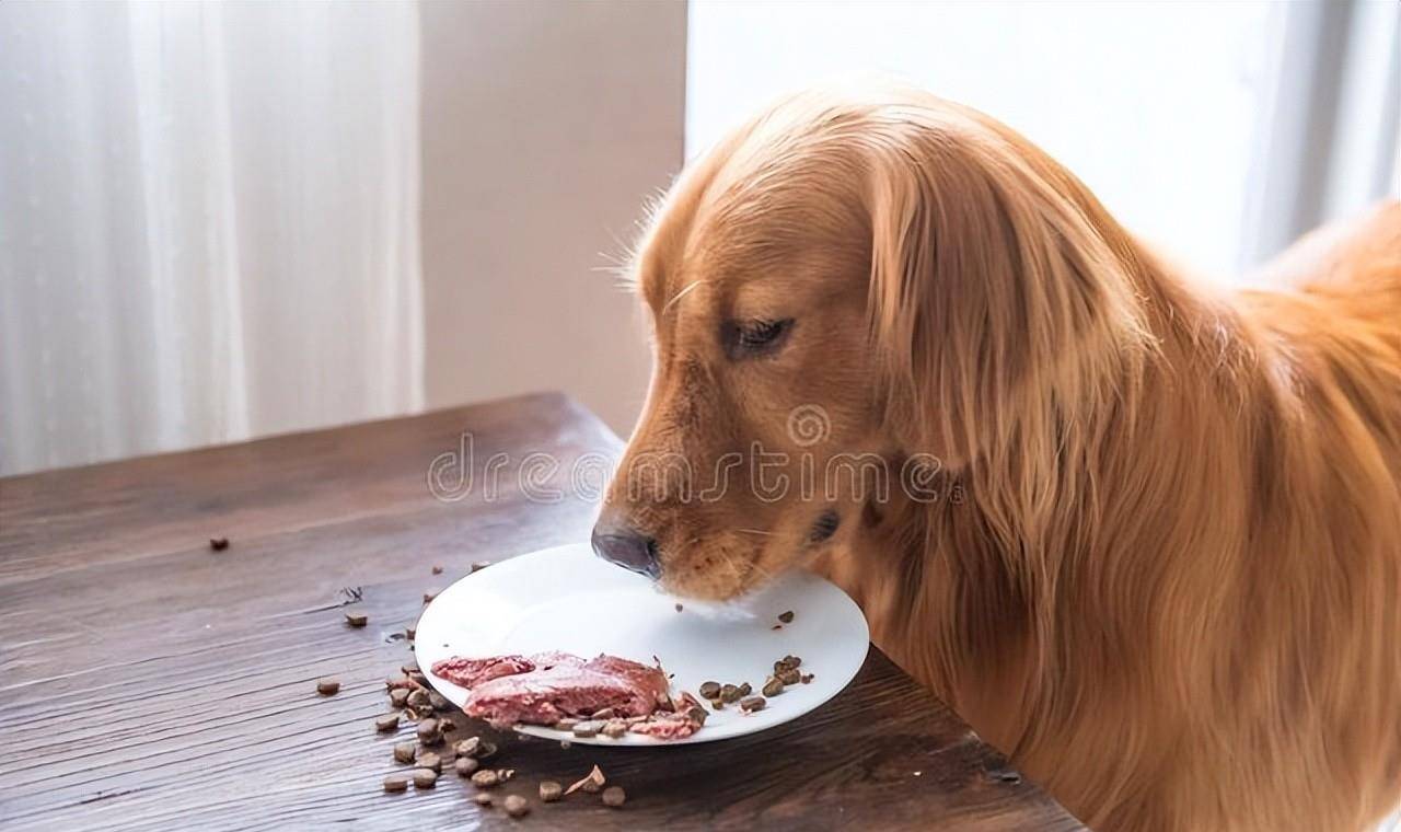 原創狗有時會不吃不喝沒有精神狗不吃飯怎麼辦不精神怎麼辦