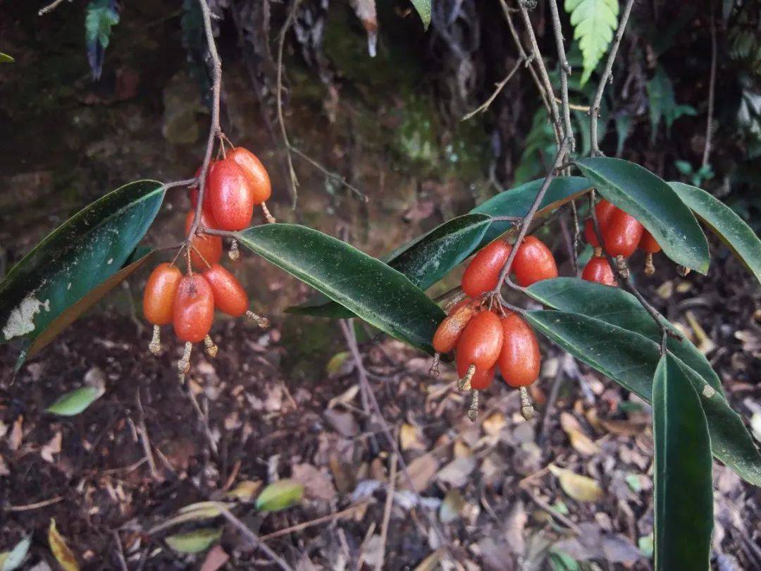 蒲颓子,半含春,卢都子,雀儿酥,甜棒子,牛奶子根,石滚子,四月枣,半春子