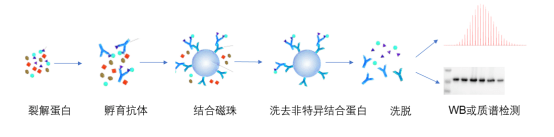 coip免疫共沉澱實驗服務