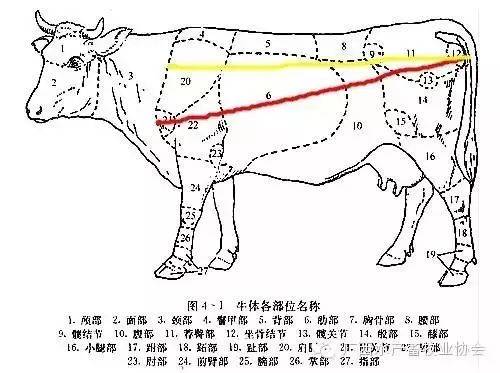 牛胸围体重表图片