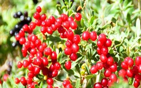 女性不想子宫"脏脏的",多吃4种食物,排出毒素,滋养女性子宫_菊花_榴莲