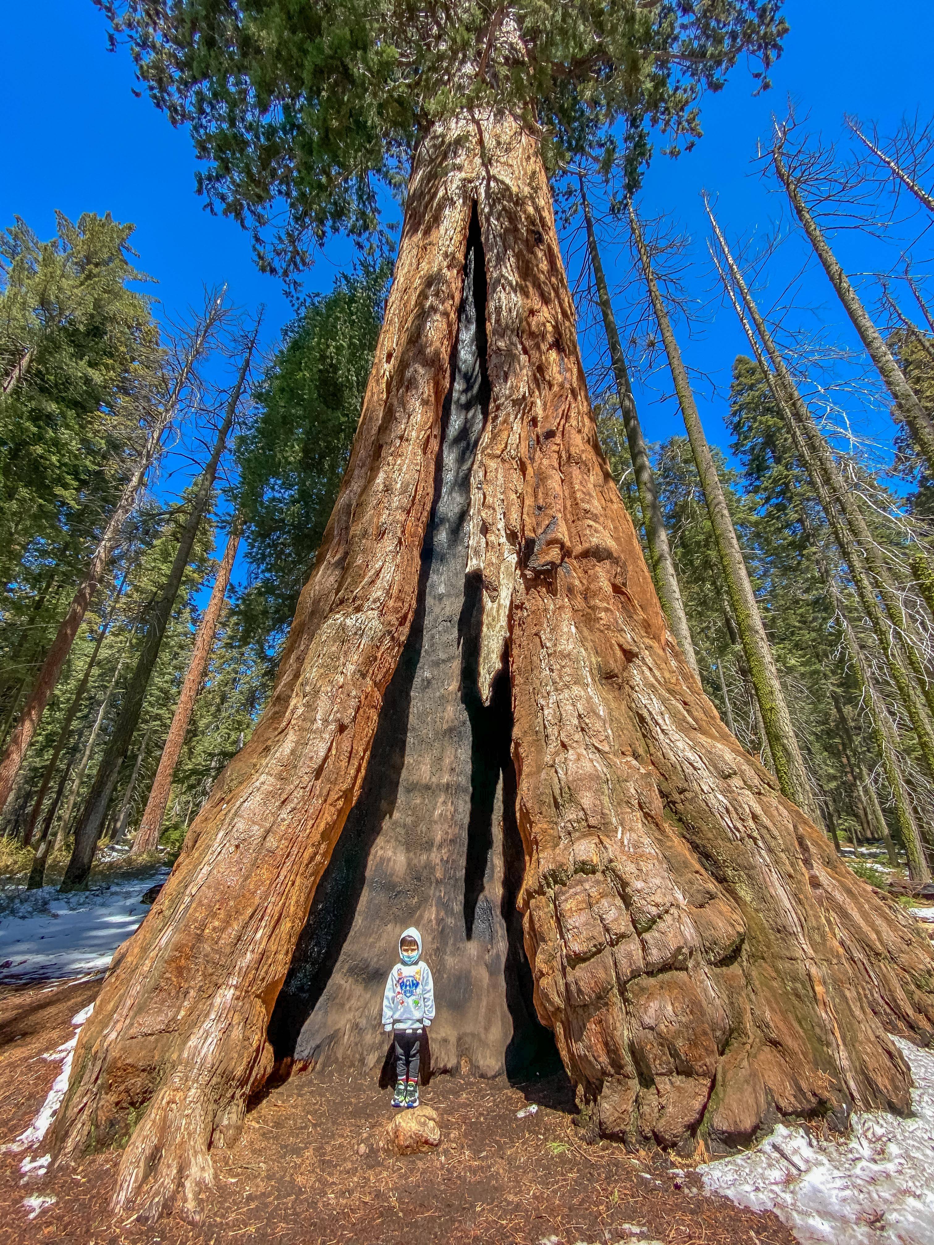 美国红杉树国家公园图片
