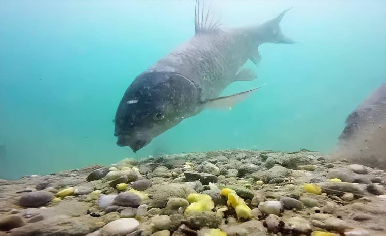 豆饼是窝料中的"战斗机",能把水底鱼"馋哭",性价比是真高_效果_钓友