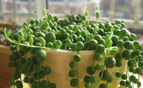 5种漂亮多肉，寓意美好，生机勃勃