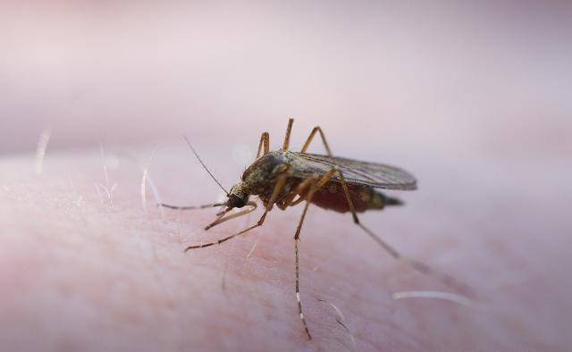 原创为什么被蚊子咬后会越挠越痒该如何快速止痒