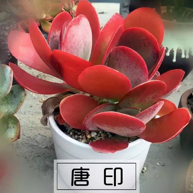 新手养多肉就选择唐印叶片常年红艳艳人见人爱