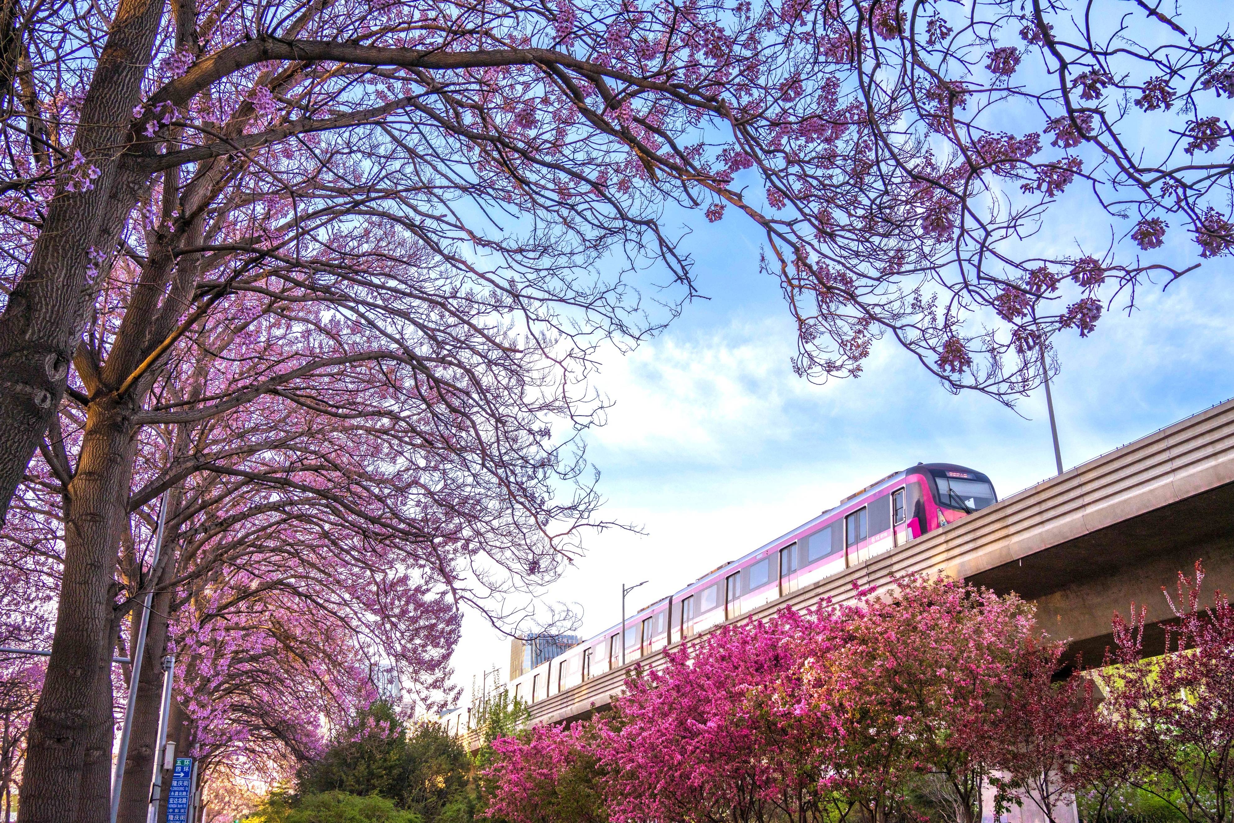 原创北京绝美的紫色泡桐花隧道浪漫清香免费看开往春天的地铁直达