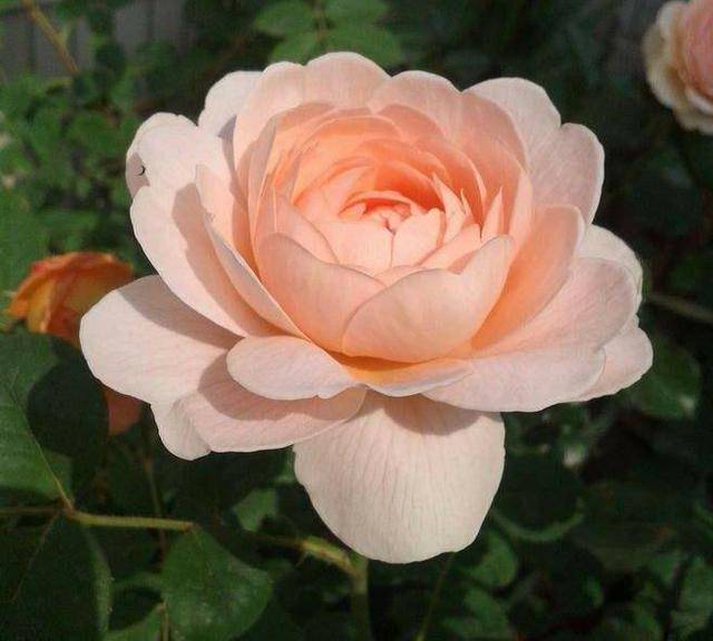 月季中的"门面担当",曾经火爆全网,如今无人问津,原因很心酸_伊丽莎白