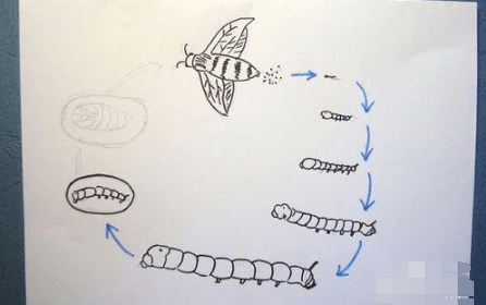 蚕生长的四个过程图片简笔画