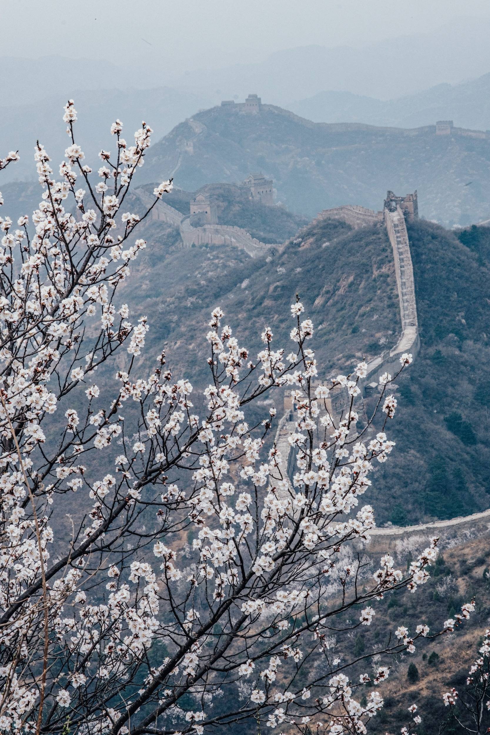 原创杏花带雨春意浓春色长城现柔情如此美景不要错过了