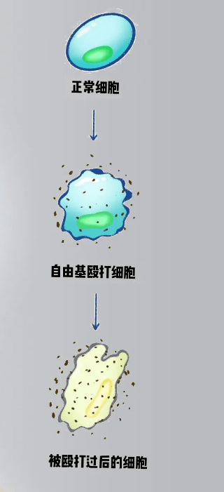 关于自由基,你应该知道(一)_细胞_身体_摩西·冈伯格