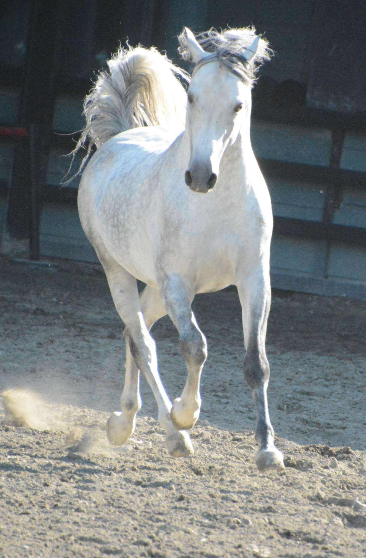 骁勇之士沙加阿拉伯马看完这篇文章让你了解它的故事