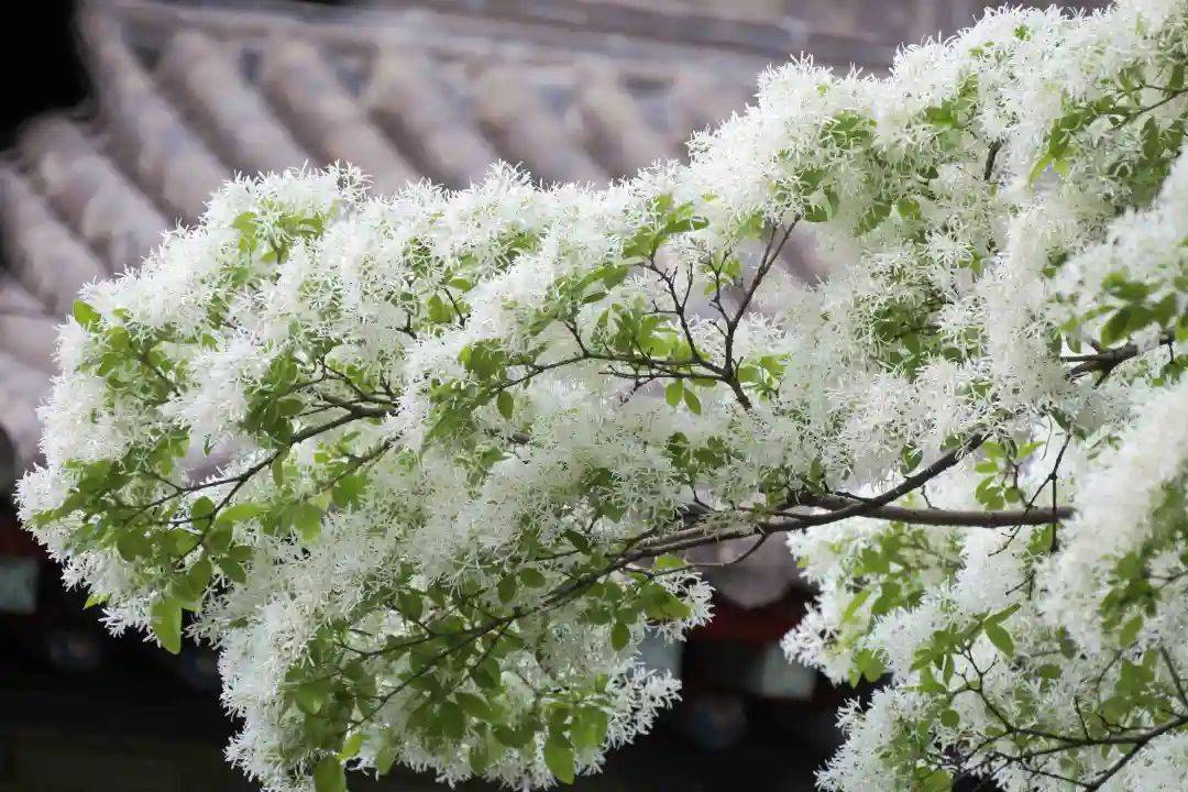 四月雪扮靓千年孟府济宁邹城流苏花开