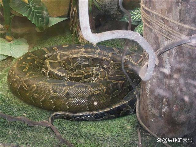 獵物_水牛_冷血動物