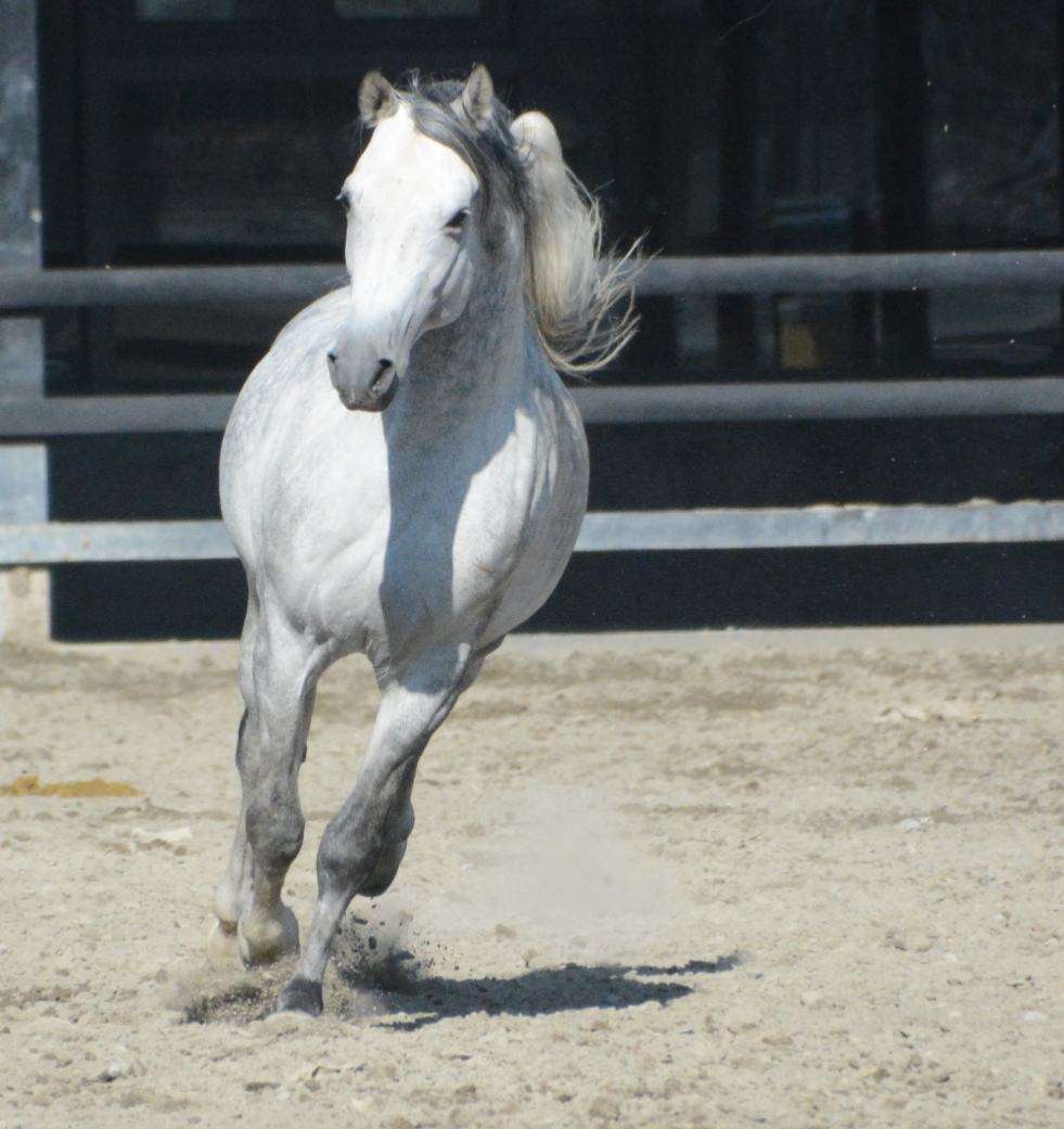 匈牙利馬和純血馬的血統)和純種阿拉伯公馬雜交產生的