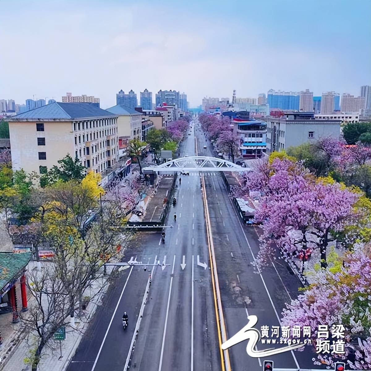 山西汾阳：泡桐树花开 成一道靓丽风景线