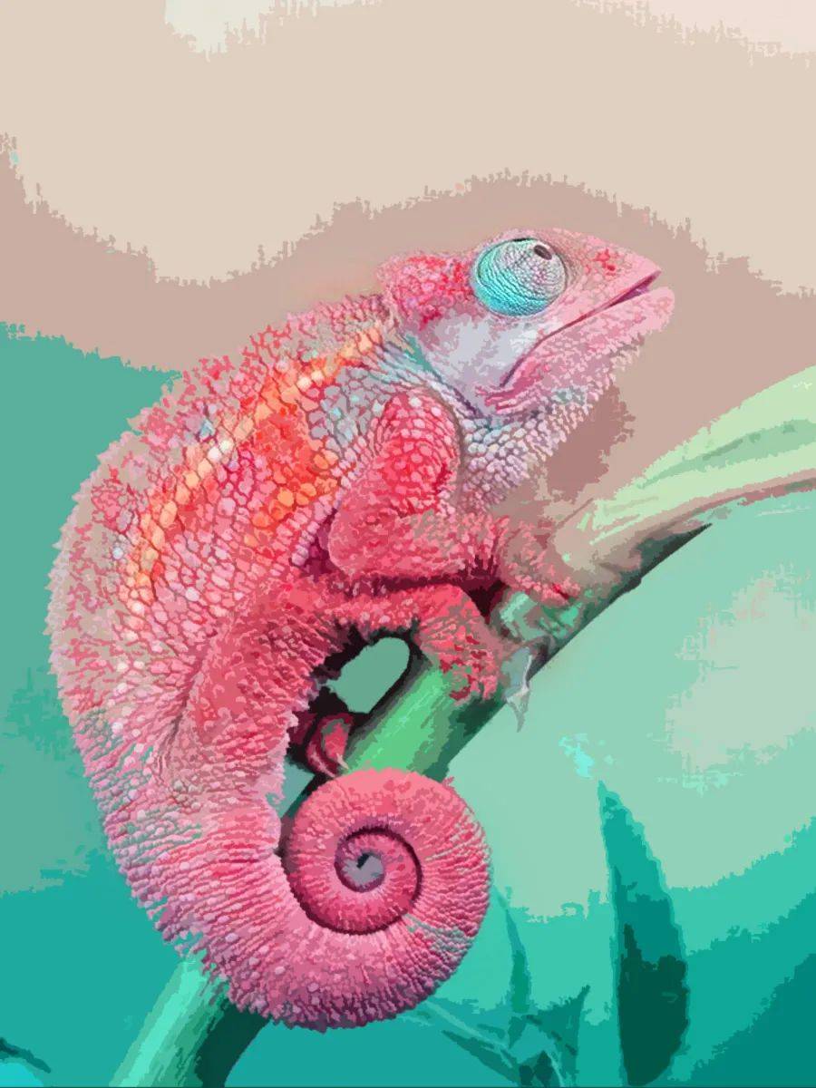 科学探索变色龙为什么会变色