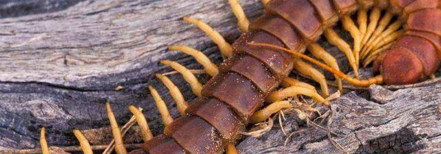 蜈蚣有多少只脚?