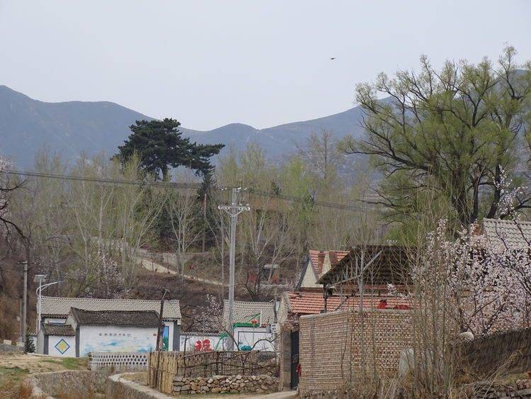 灵丘县东河南镇光明寺龙头松奇观
